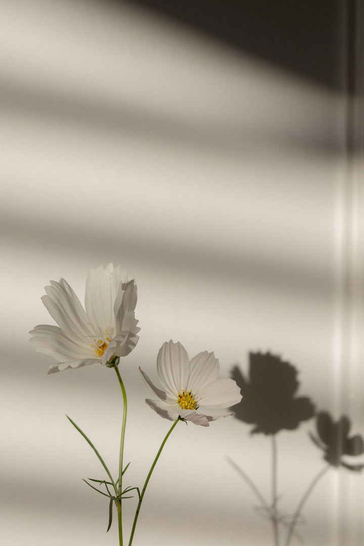 CASA ELLA Sojawachs-Kerze Summer Meadows - limited edition