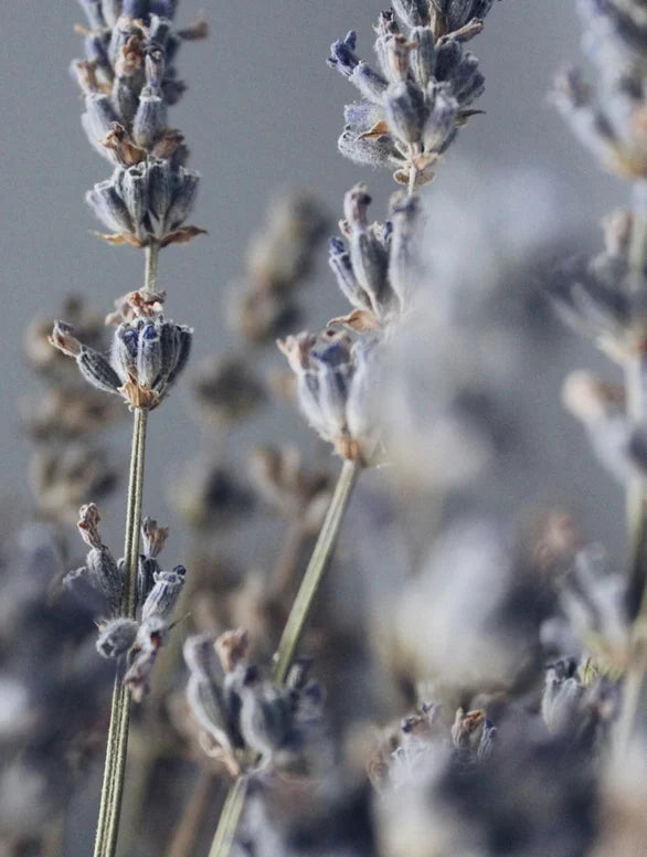 Magnesium Lavender Bath Salt