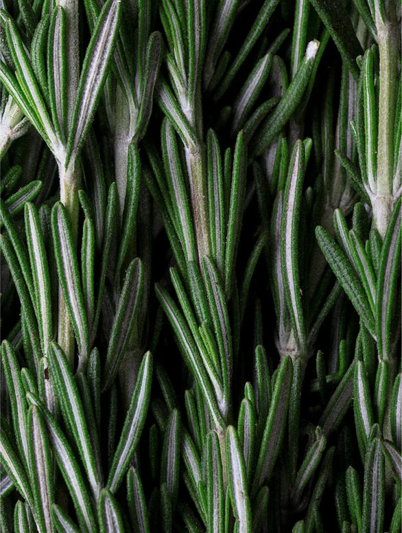Rosemary Hair Strengthening Oil